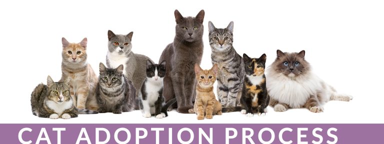 Cat Adoption Process - Oshkosh Area Humane Society